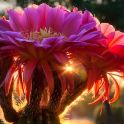 Morning Glow